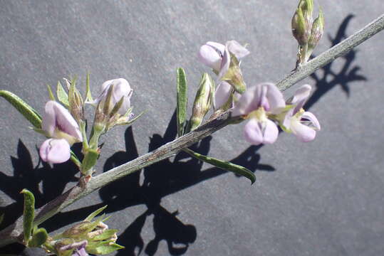 Plancia ëd Otholobium candicans (Eckl. & Zeyh.) C. H. Stirt.