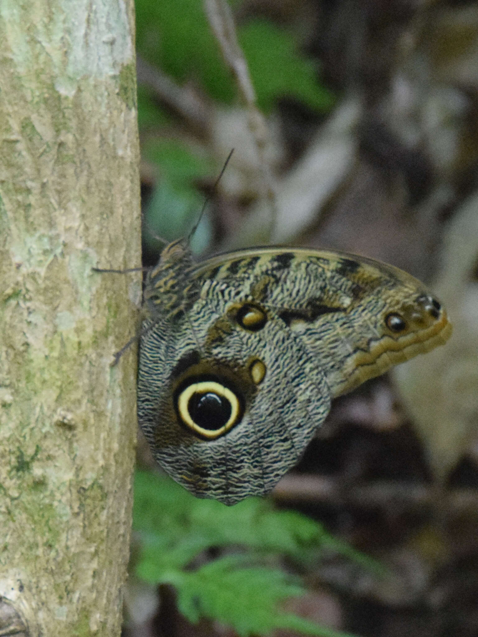 Imagem de Caligo brasiliensis Felder 1862