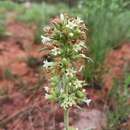 Image de Ipomopsis spicata (Nutt.) V. Grant