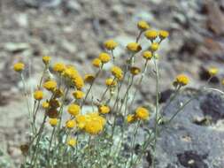 Imagem de Artemisia nuttallii (Torr. & A. Gray) Mosyakin, L. M. Shultz & G. V. Boiko