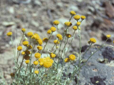 Artemisia nuttallii (Torr. & A. Gray) Mosyakin, L. M. Shultz & G. V. Boiko resmi