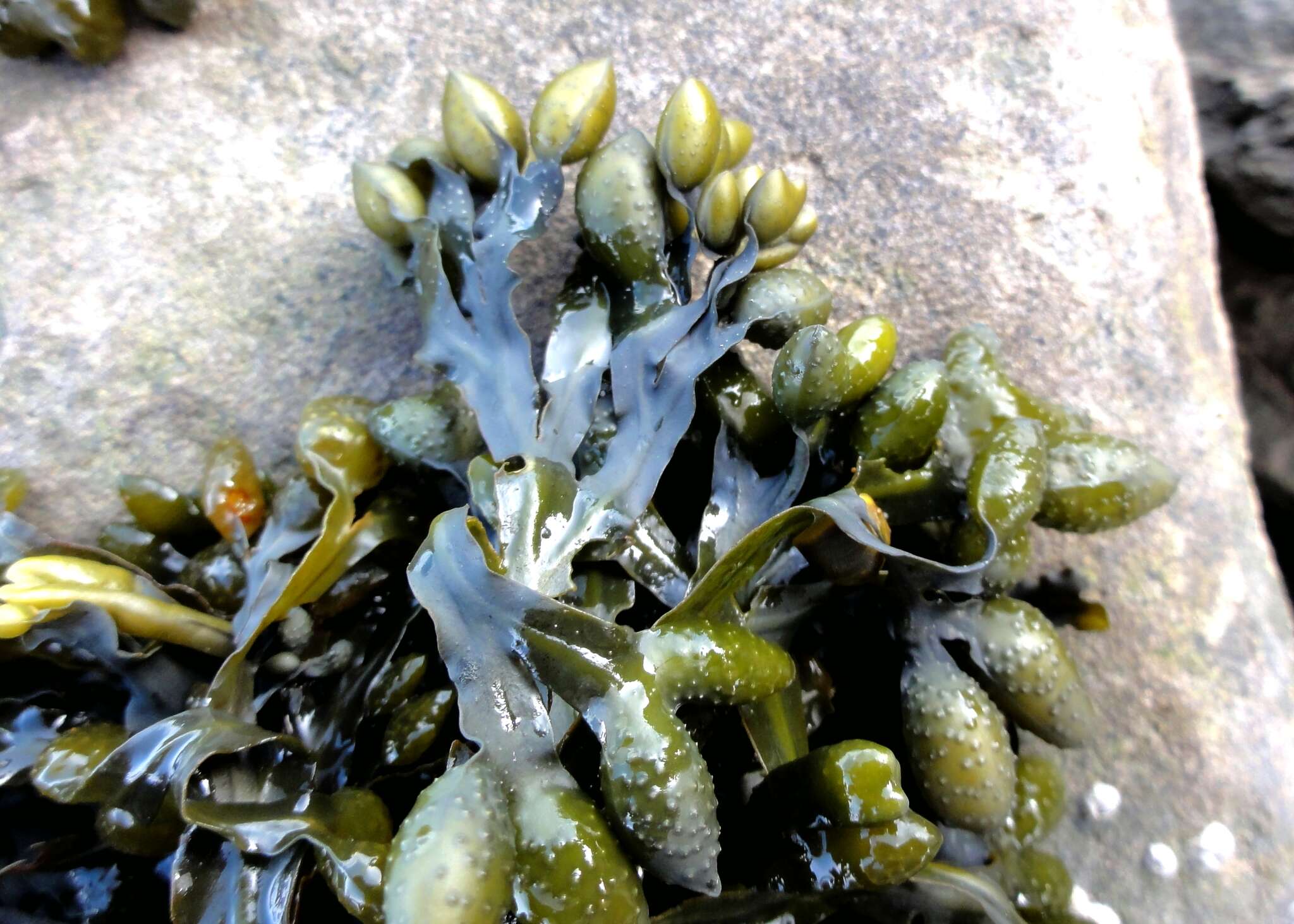 Plancia ëd Fucus spiralis