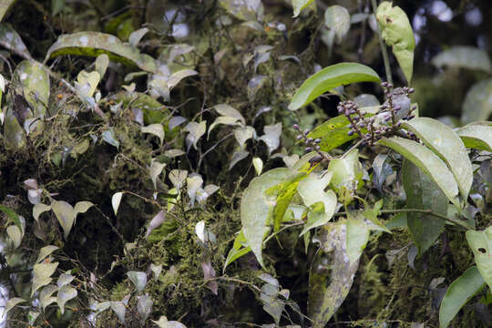 Image of Peruvian Tyrannulet