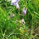 Image of Aquilegia ophiolithica Barberis & E. Nardi