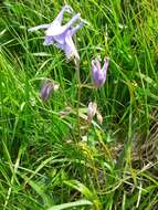 Image of Aquilegia ophiolithica Barberis & E. Nardi