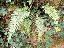 Polystichum piceopaleaceum Tag. resmi