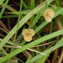 Image of Murdannia lanuginosa (Wall. ex C. B. Clarke) G. Brückn.