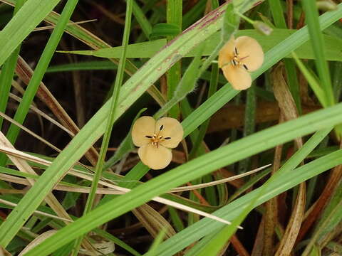 Image of Murdannia lanuginosa (Wall. ex C. B. Clarke) G. Brückn.