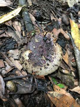 Image of Russula vinaceocuticulata McNabb 1973