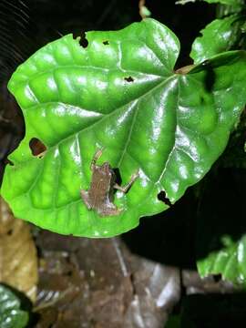 Rhinella festae (Peracca 1904) resmi