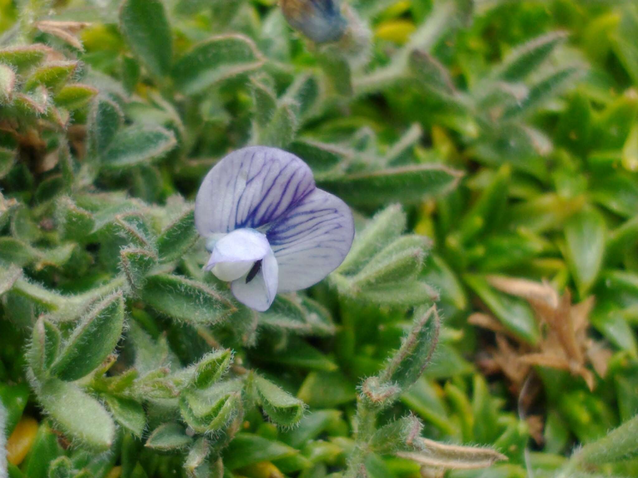 Imagem de Vicia magellanica Hook. fil.