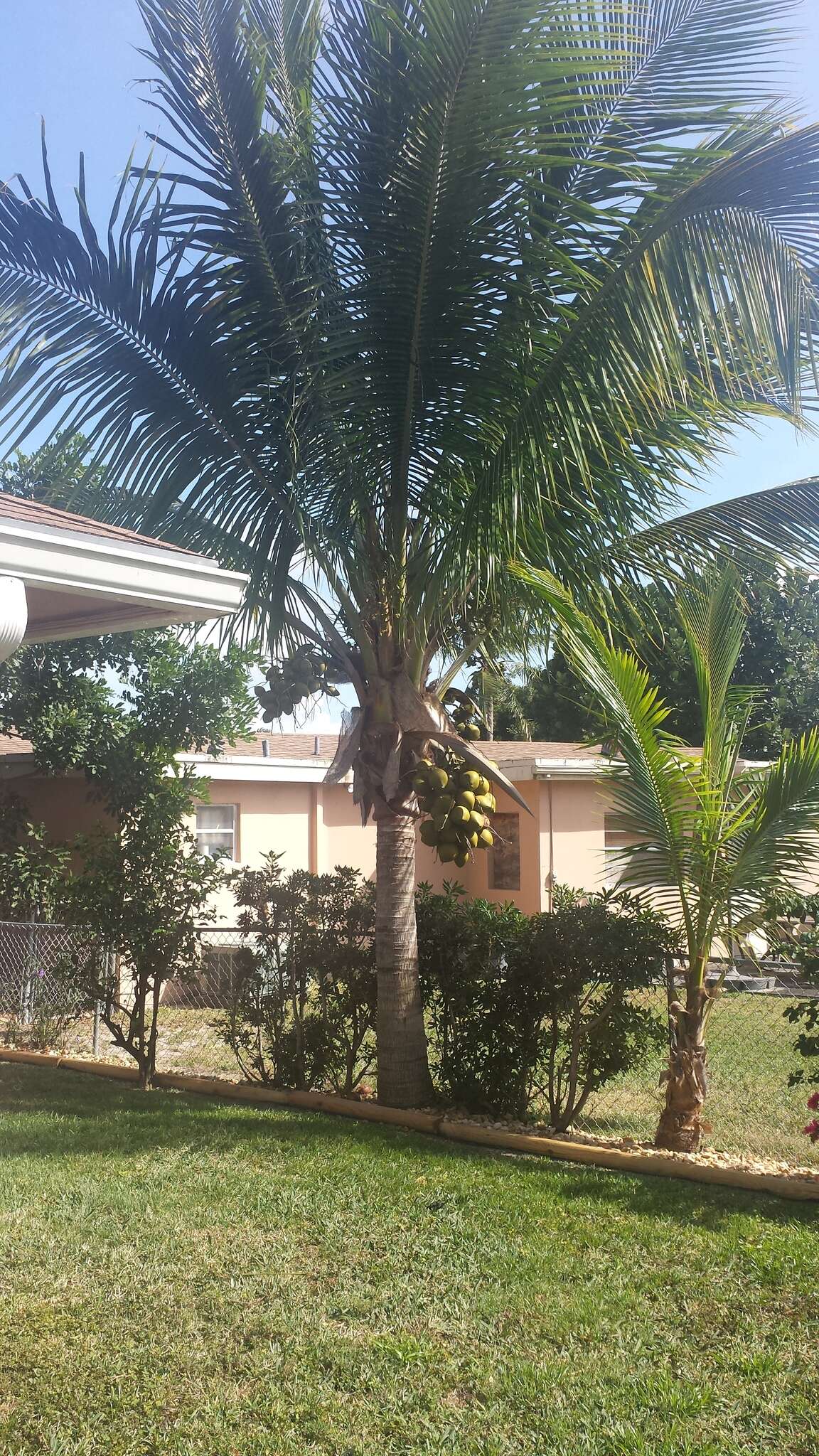 Image of coconut palm