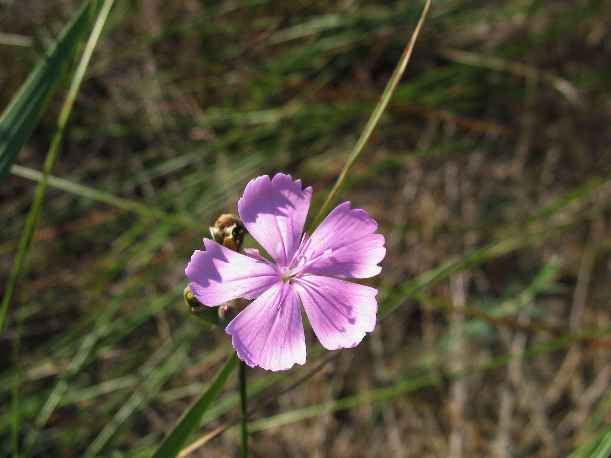 Image of Dianthus polymorphus Bieb.