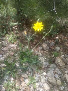 Image of Tragopogon undulatus Jacq.