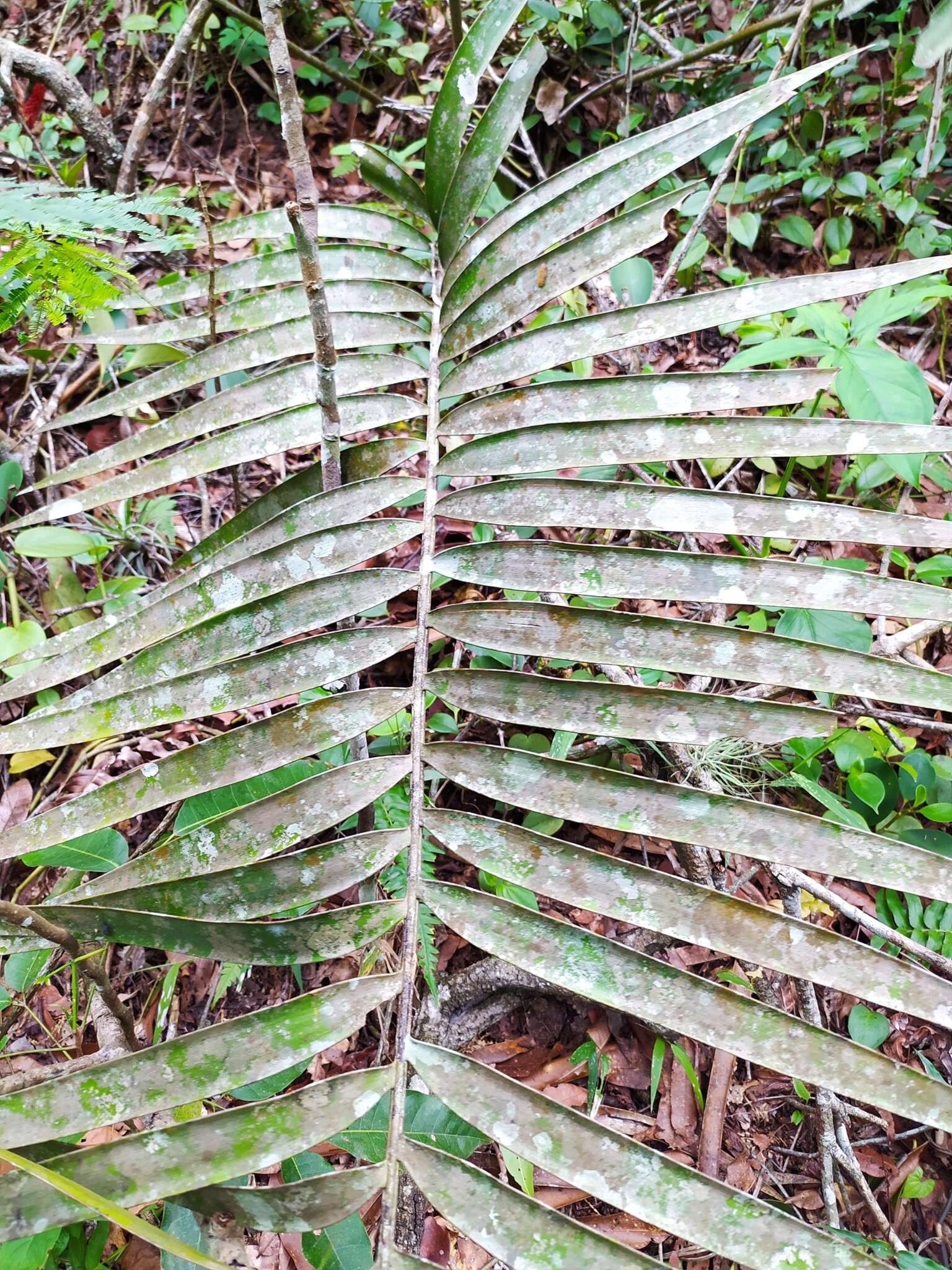 Image of Cycad