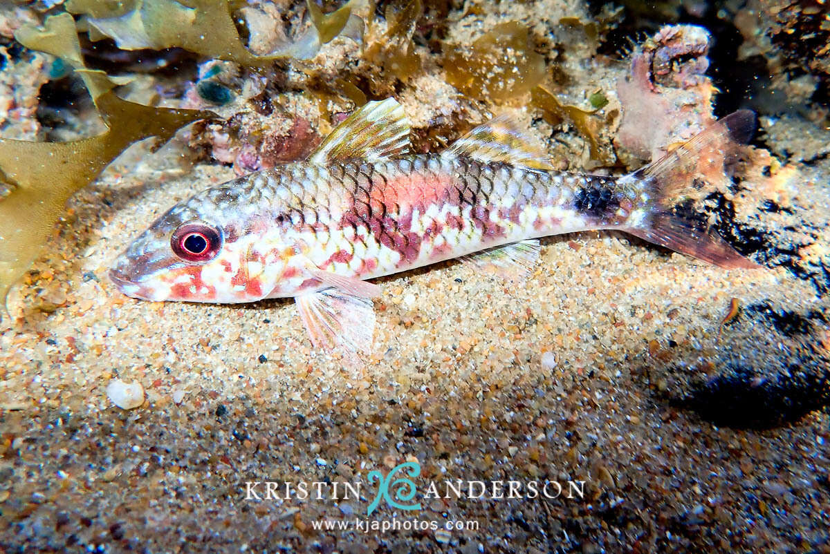 Image of Goatfish