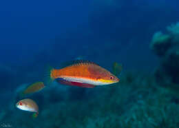 Image of Longfin fairy wrasse