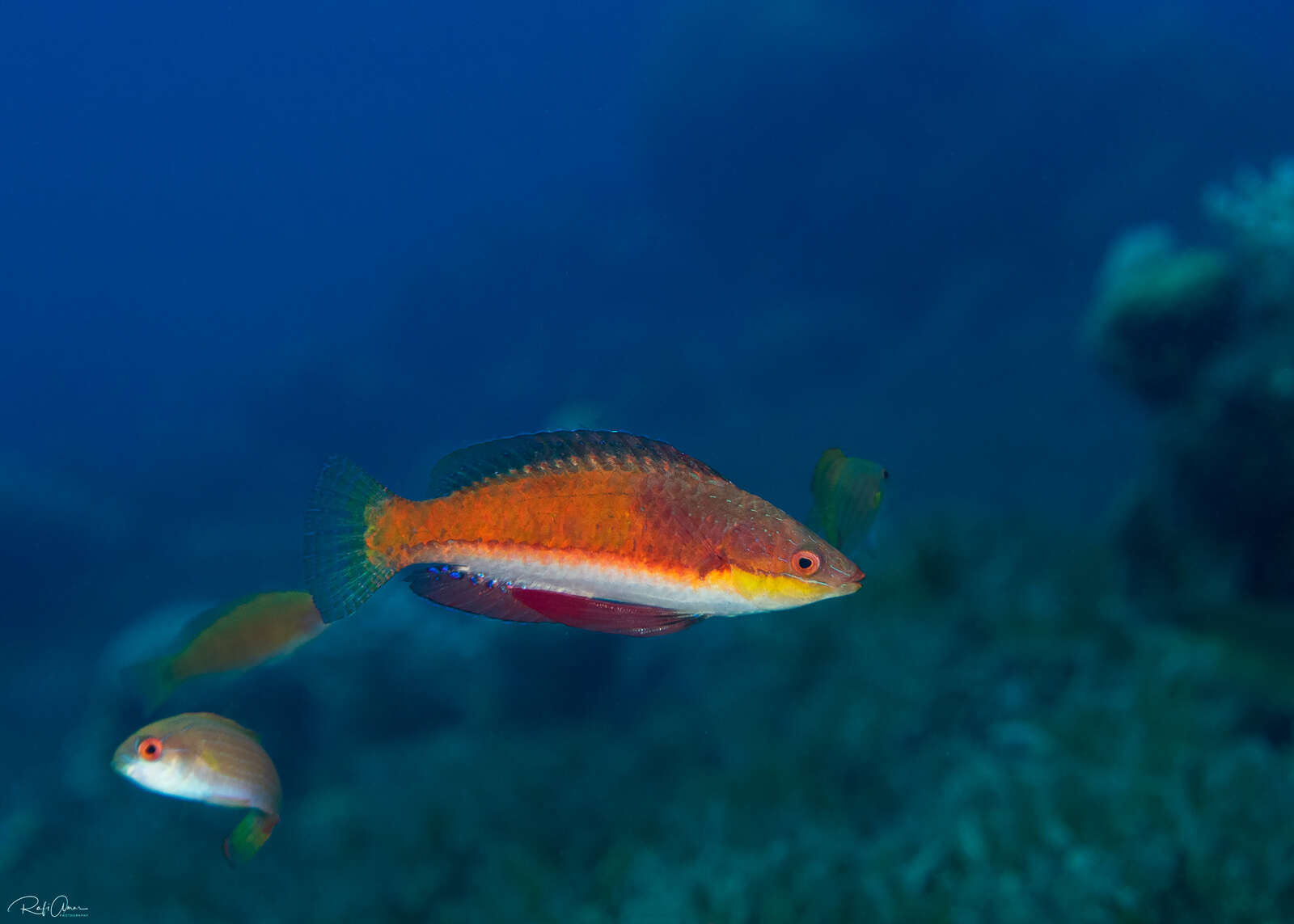 Image of Longfin fairy wrasse