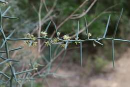 Image of Asparagus horridus L.