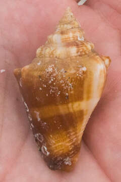 Image of Florida fighting conch