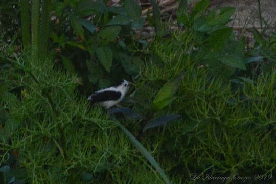 Image of Pied Water Tyrant