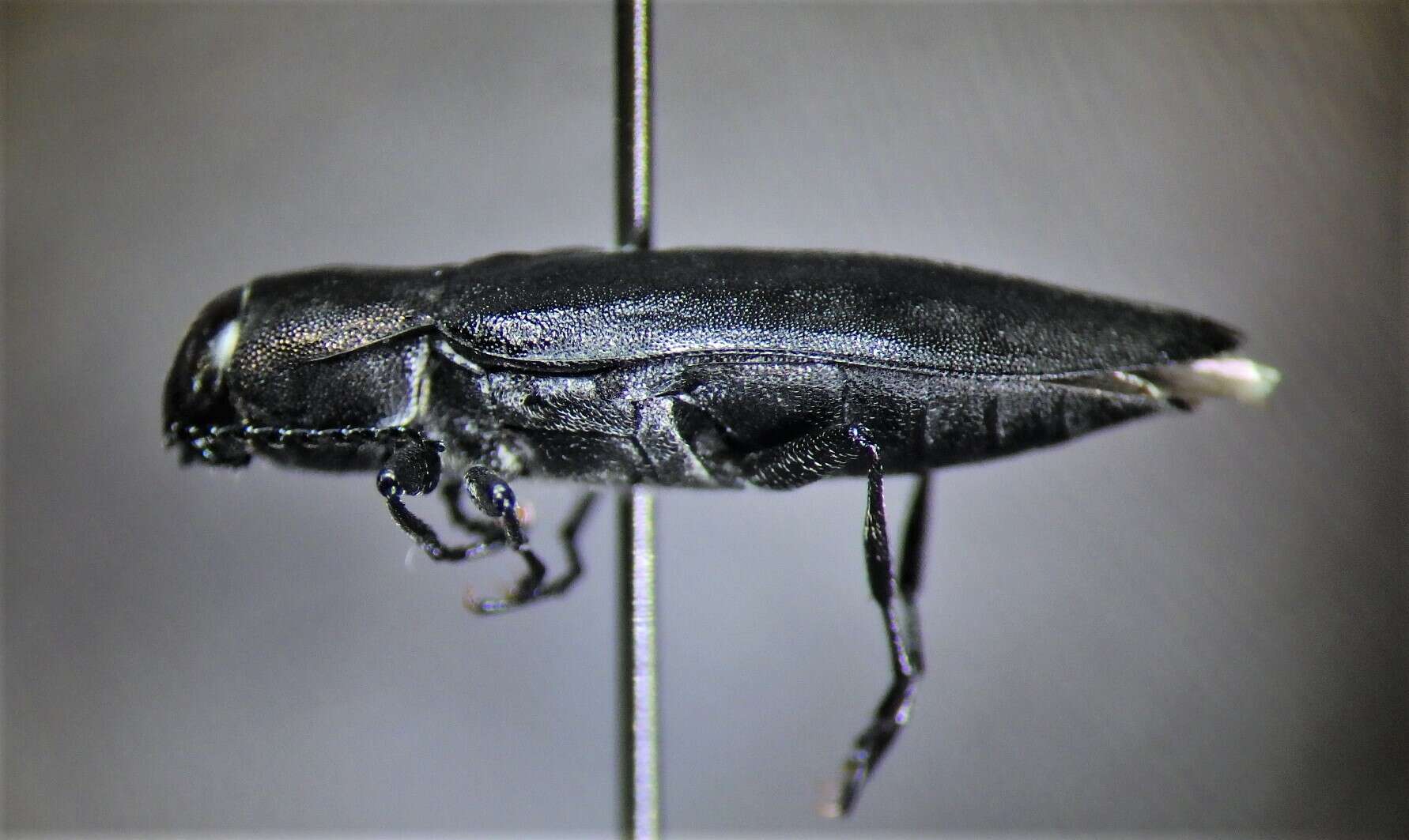 Image of Melanophila