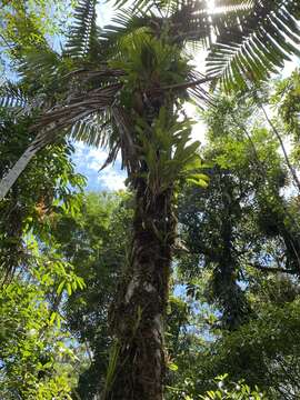 Image of Wettinia maynensis Spruce