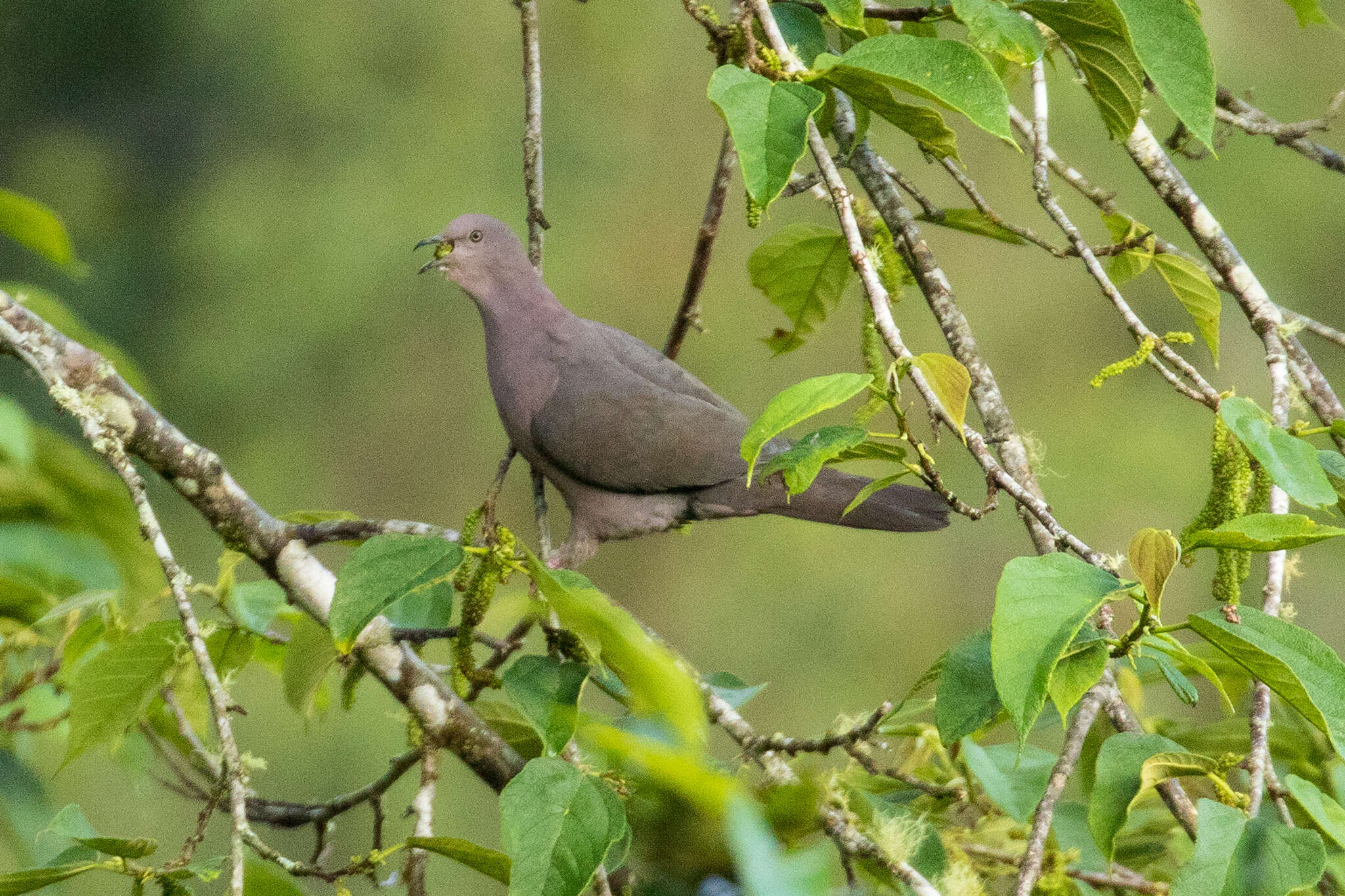 Image of Plumbeous Pigeon