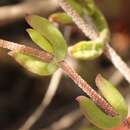 Image of Drosanthemum edwardsiae L. Bol.