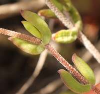 Image of Drosanthemum edwardsiae L. Bol.