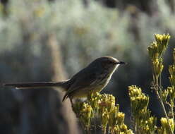 Image of Prinia maculosa exultans Clancey 1982