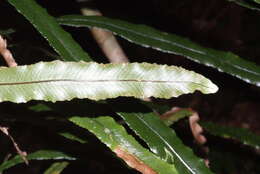 Image of Lomaridium contiguum (Mett.) Gasper & V. A. O. Dittrich
