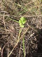 Euphorbia longicruris Scheele resmi