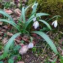 Image of Galanthus transcaucasicus Fomin