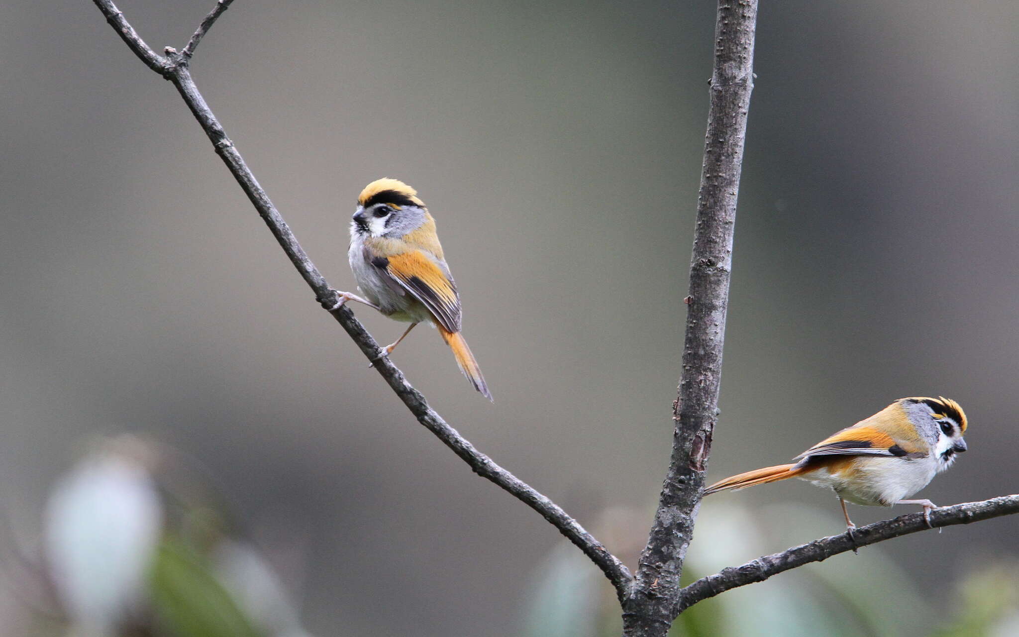 Image of Black-throated Parrotbill