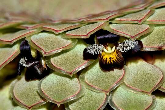 Image of Viola atropurpurea Leybold