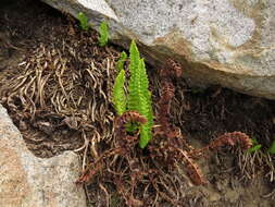 Plancia ëd Polystichum andinum Phil.