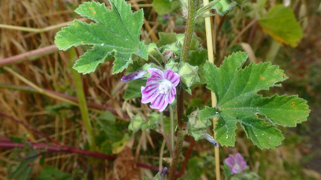 Image of Cornish mallow