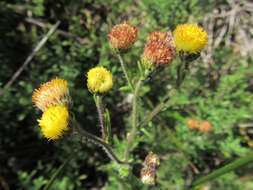 Image of Nidorella pinnatifida (Thunb.) J. C. Manning & Goldblatt