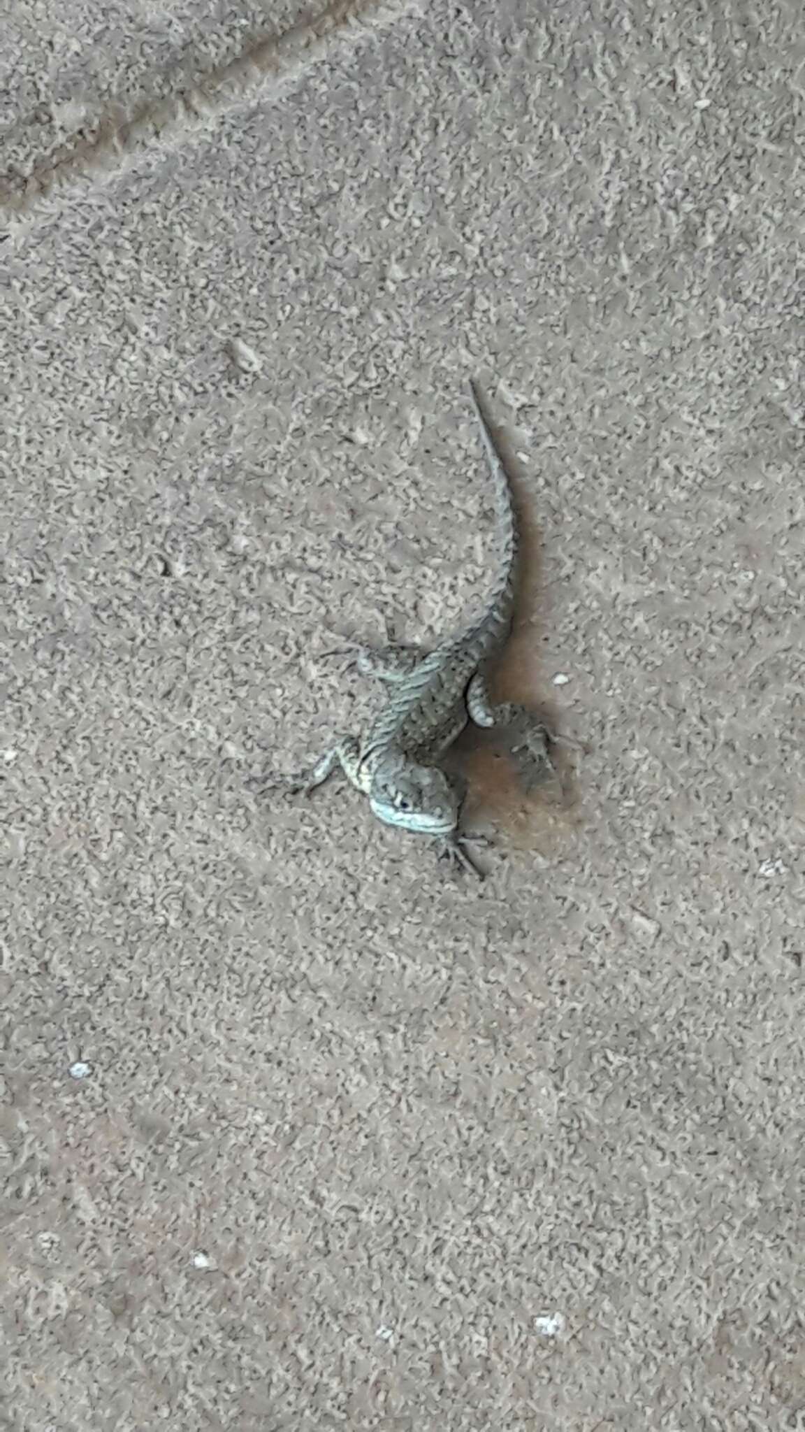 Image of Amazon Lava Lizard