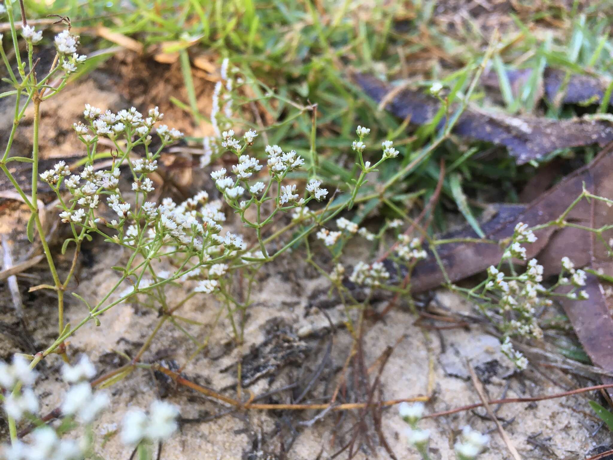 Image of pineland nailwort