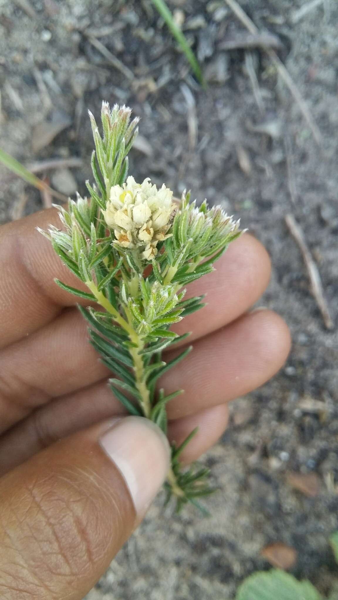 Image of Phylica imberbis Berg.