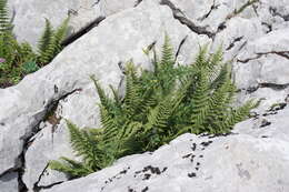 Image of Dryopteris villarii (Bell) Woynar ex Schinz & Thell.