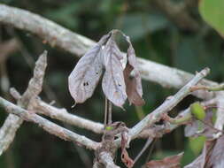 Image of Barrigon Kapoktree