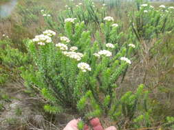 Image of Shortleaf Blombush
