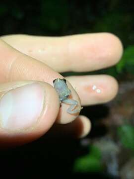 Image of Malli’s Rain Frog