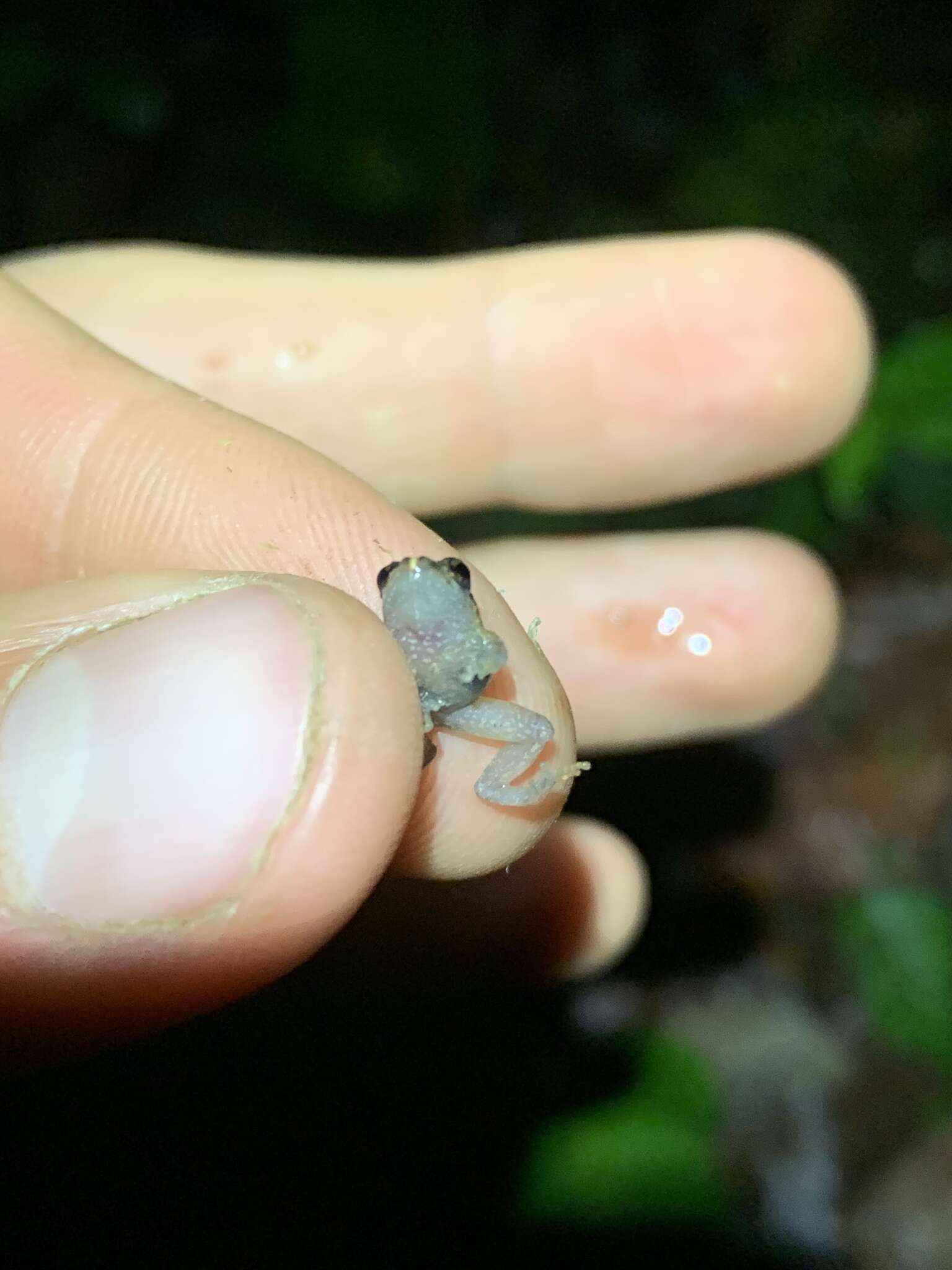 Image of Malli’s Rain Frog