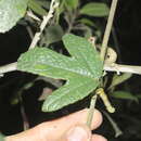 Image of Passiflora crispolanata Uribe
