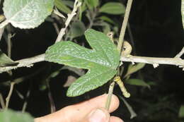 Image of Passiflora crispolanata Uribe