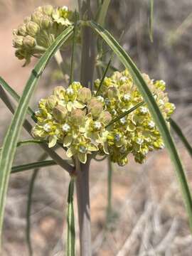 Image de Asclepias rusbyi (Vail) R. E. Woodson